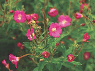 kisvirágú füzike.png